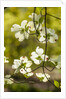 Dogwood tree flowers by Anonymous
