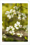 Dogwood tree flowers by Anonymous