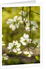 Dogwood tree flowers by Anonymous