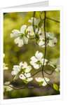 Dogwood tree flowers by Anonymous