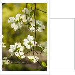 Dogwood tree flowers by Anonymous