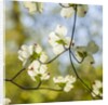 Dogwood tree flowers by Anonymous