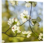 Dogwood tree flowers by Anonymous
