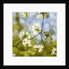 Dogwood tree flowers by Anonymous