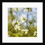 Dogwood tree flowers by Anonymous
