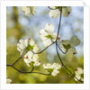 Dogwood tree flowers by Anonymous