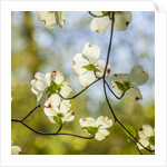 Dogwood tree flowers by Anonymous