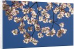 Dogwood tree flowers by Anonymous