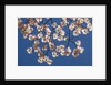 Dogwood tree flowers by Anonymous