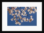 Dogwood tree flowers by Anonymous