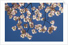 Dogwood tree flowers by Anonymous