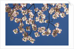 Dogwood tree flowers by Anonymous
