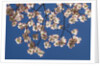 Dogwood tree flowers by Anonymous