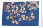 Dogwood tree flowers by Anonymous