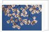 Dogwood tree flowers by Anonymous