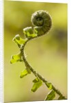 Fiddlehead Fern by Anonymous