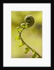 Fiddlehead Fern by Anonymous