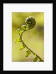 Fiddlehead Fern by Anonymous