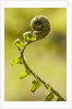 Fiddlehead Fern by Anonymous