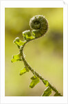 Fiddlehead Fern by Anonymous