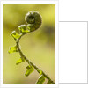 Fiddlehead Fern by Anonymous