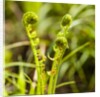 Fiddlehead Fern by Anonymous