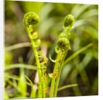 Fiddlehead Fern by Anonymous