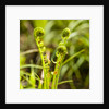 Fiddlehead Fern by Anonymous