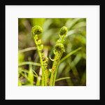 Fiddlehead Fern by Anonymous