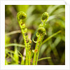 Fiddlehead Fern by Anonymous