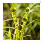 Fiddlehead Fern by Anonymous