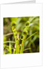 Fiddlehead Fern by Anonymous