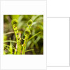 Fiddlehead Fern by Anonymous
