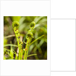 Fiddlehead Fern by Anonymous