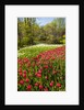 Red Tulip in Bloom by Anonymous