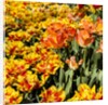 Yellow and Orange Tulips in Bloom by Anonymous
