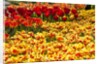 Yellow and Orange Tulips in Bloom by Anonymous
