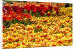 Yellow and Orange Tulips in Bloom by Anonymous