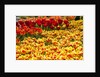 Yellow and Orange Tulips in Bloom by Anonymous