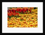 Yellow and Orange Tulips in Bloom by Anonymous