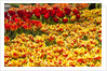 Yellow and Orange Tulips in Bloom by Anonymous