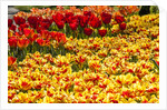 Yellow and Orange Tulips in Bloom by Anonymous