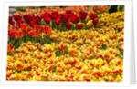 Yellow and Orange Tulips in Bloom by Anonymous