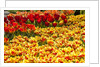 Yellow and Orange Tulips in Bloom by Anonymous