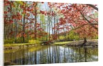 Japanese Maple and pond in spring by Anonymous