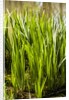 Crinum Lilies grow in pond by Anonymous