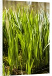 Crinum Lilies grow in pond by Anonymous