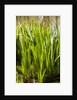 Crinum Lilies grow in pond by Anonymous