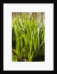 Crinum Lilies grow in pond by Anonymous