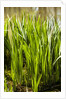 Crinum Lilies grow in pond by Anonymous